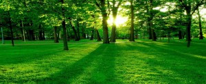 Grasveld met bomen waar de zon fel doorheen schijnt